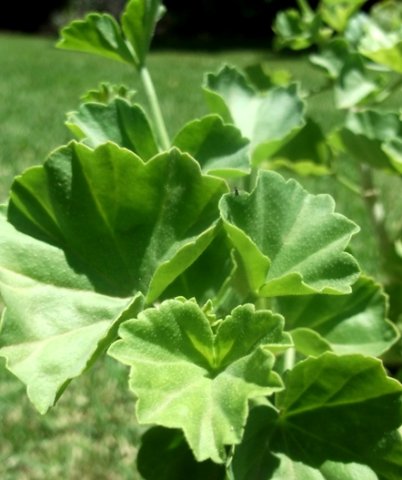 Pelargonium salmoneum leaves